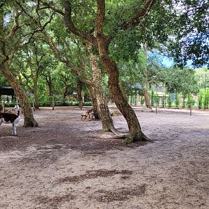 Alpaca exhibit -Zoo de Labenne (2024)