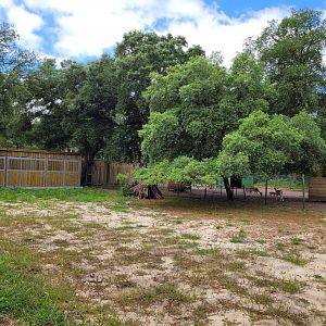 European fallow deer exhibit expansion and new stables -Zoo de Labenne (2024)