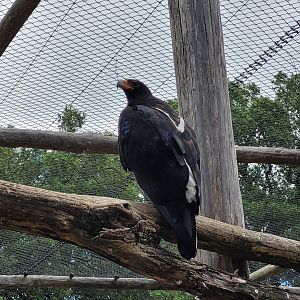 Verreaux eagle -Zoo de Labenne (2024)
