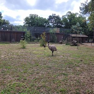Common emu exhibit -Zoo de Labenne (2024)