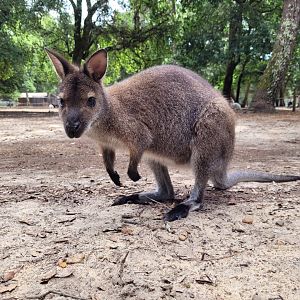 Bennett's wallaby -Zoo de Labenne (2024)