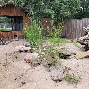 Yellow mongoose exhibit -Zoo de Labenne (2024)