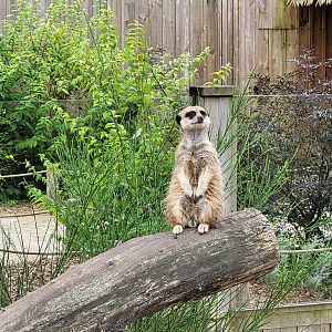 Meerkat -Zoo de Labenne (2024)