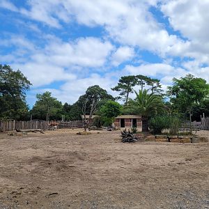 Common zebra, Dromedary, Dwarf zebu and Helmeted guineafowl exhibit -Zoo de Labenne (2024)