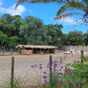 Domestic goat, Domestic sheep and Alpaca exhibit -Zoo de Labenne (2024)