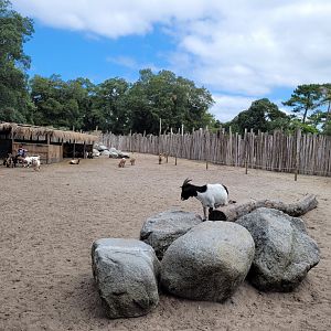 Domestic goat, Domestic sheep and Alpaca exhibit -Zoo de Labenne (2024)