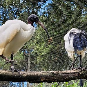 Madagascar sacred ibises -Zoo de Labenne (2024)