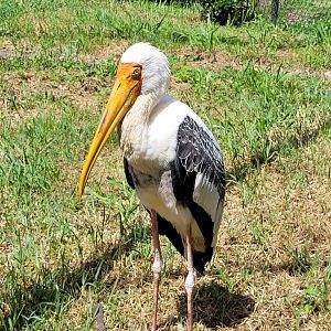 Painted stork -Zoo de Labenne (2024)