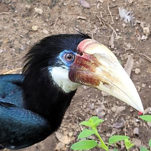 Papuan hornbill -Zoo de Labenne (2024)