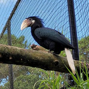 Papuan hornbill -Zoo de Labenne (2024)