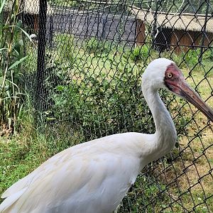 Siberian crane -Zoo de Labenne (2024)