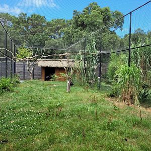 Blue crane and Southern ground hornbill exhibit -Zoo de Labenne (2024)