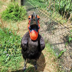 Southern ground hornbill -Zoo de Labenne (2024)