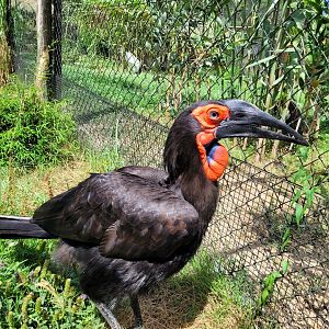 Southern ground hornbill -Zoo de Labenne (2024)