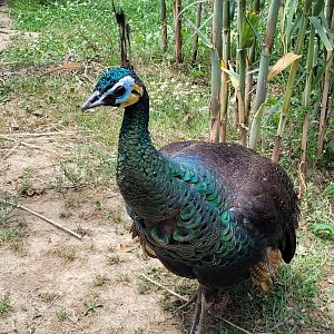 Green peahen -Zoo de Labenne (2024)