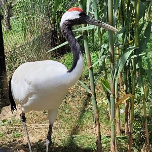 Red-crowned crane -Zoo de Labenne (2024)