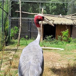 Indian sarus crane -Zoo de Labenne (2024)