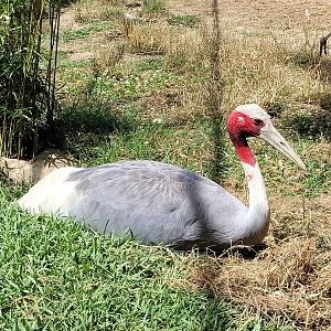 Indian sarus crane -Zoo de Labenne (2024)