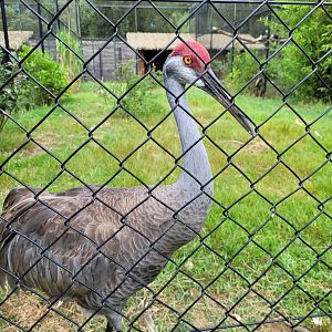 Sandhill crane -Zoo de Labenne (2024)