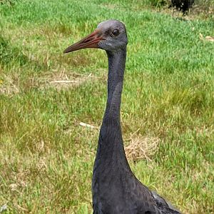 Sandhill crane -Zoo de Labenne (2024)