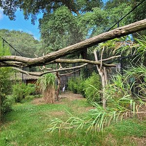 Brolga and Palawan hornbill exhibit -Zoo de Labenne (2024)