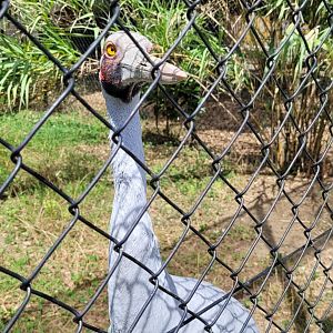 Brolga -Zoo de Labenne (2024)