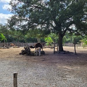 Common zebra, Dromedary, Dwarf zebu and Helmeted guineafowl exhibit -Zoo de Labenne (2024)