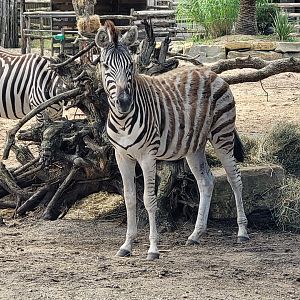 Burchell's zebra -Zoo de Labenne (2024)