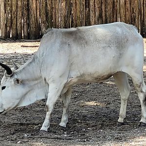 Dwarf zebu -Zoo de Labenne (2024)
