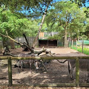 Mediterranean miniature donkey and West African pygmy goat exhibit -Zoo de Labenne (2024)