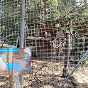 Moluccan cockatoo exhibit -Zoo de Labenne (2024)
