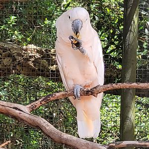 Moluccan cockatoo -Zoo de Labenne (2024)
