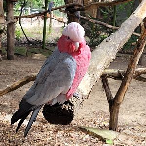 Galah -Zoo de Labenne (2024)