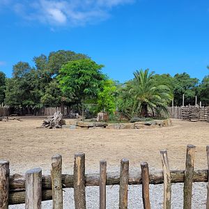 Common zebra, Dromedary, Dwarf zebu and Helmeted guineafowl exhibit -Zoo de Labenne (2024)