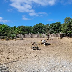 Common zebra, Dromedary, Dwarf zebu and Helmeted guineafowl exhibit -Zoo de Labenne (2024)