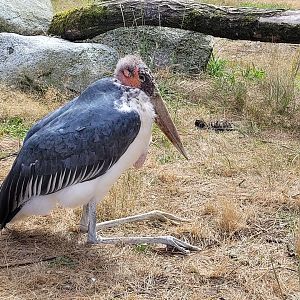 Marabou -Zoo de Labenne (2024)