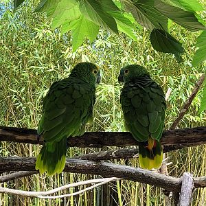 Red-shouldered turquoise-fronted amazons -Zoo de Labenne (2024)