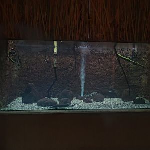 WasSerleben: Tank for sterlet