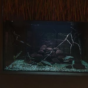 WasSerleben: Tank for medium native fishes