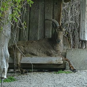 Dagestan tur (Capra cylindricornis)