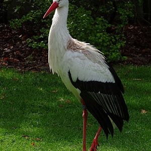 European white stork (Ciconia ciconia)