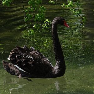 Black swan (Cygnus atratus)