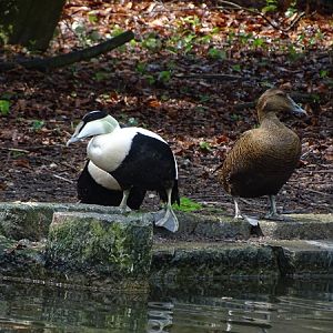 Common eider (Somateria mollissima)