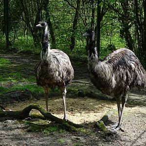 Emu (Dromaius novaehollandiae)