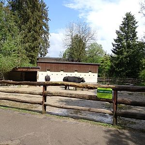 Water buffalo enclosure