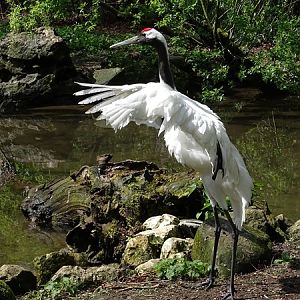 Red-crowned crane (Grus japonensis)