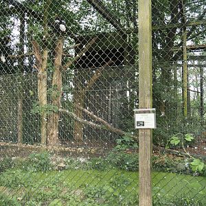 Second Steller's sea eagle aviary, 2024-05-21