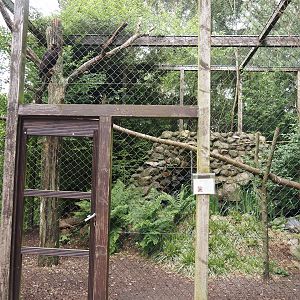 Striated caracara aviary, 2024-05-21
