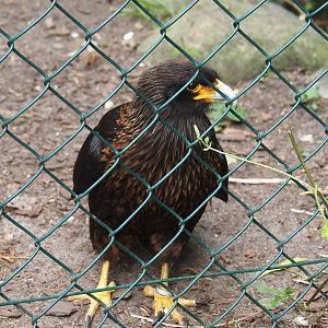 Striated caracara (Phalcoboenus australis), 2024-05-21