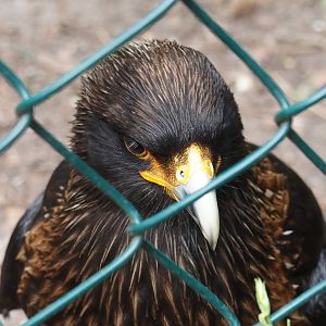 Striated caracara (Phalcoboenus australis), 2024-05-21